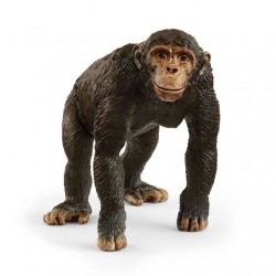 Chimpanzé Wild Life...