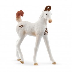 Poulain Marwari Horse Club...