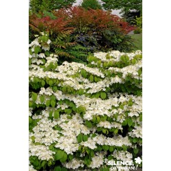 VIBURNUM plicatum Great...