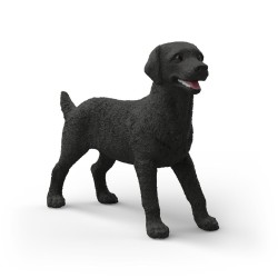 Labrador Retriever Femelle...
