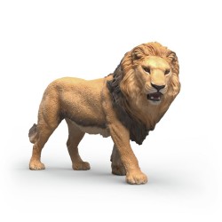 Lion D'Afrique Wild Life...