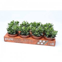 CRASSULA minova 'Magic' P12