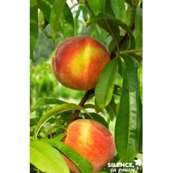 PECHER 'Redhaven' FF ½TG C10L