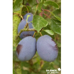 PRUNIER 'D'Ente' FF GOB C10L