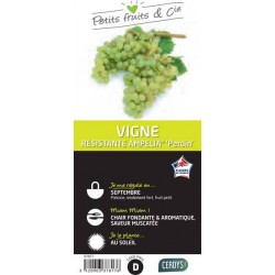 VIGNE Ampelia® 'Perdin' TUT...