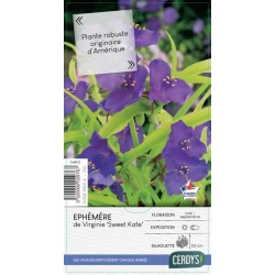 TRADESCANTIA 'Sweet Kate'...