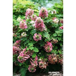 HYDRANGEA quercifolia 'Ruby...