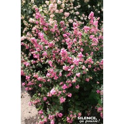 SYMPHORICARPOS Magical®...