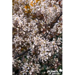 AMELANCHIER lamarckii...