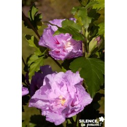 HIBISCUS syriacus 'Lavender...