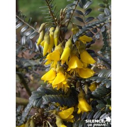 SOPHORA microphylla Sun...