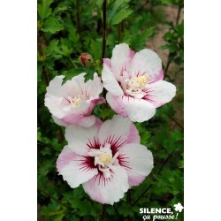 HIBISCUS syriacus 'Pinky...