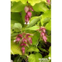 LEYCESTERIA formosa 'Golden...