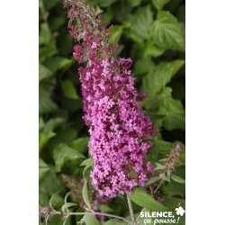 BUDDLEJA davidii 'Pink...