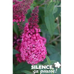 BUDDLEJA davidii Monarch®...