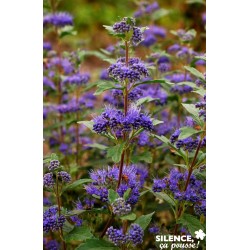 CARYOPTERIS clandonensis...