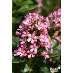 ESCALLONIA laevis 'Pink...