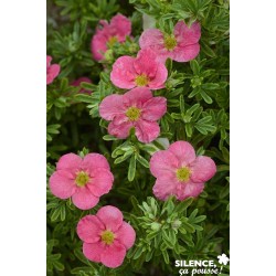 POTENTILLA fruticosa...