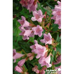 ABELIA 'Edward Goucher'...