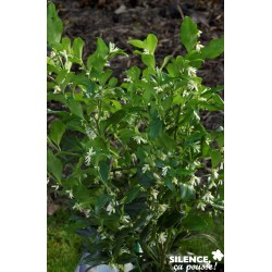 SARCOCOCCA confusa 50/70 C4.5L