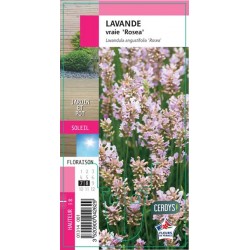 LAVANDULA angustifolia...
