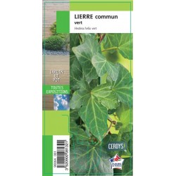 HEDERA helix assorti G8