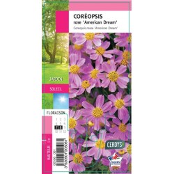 COREOPSIS rosea 'American...