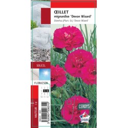 DIANTHUS plumarius 'Devon...