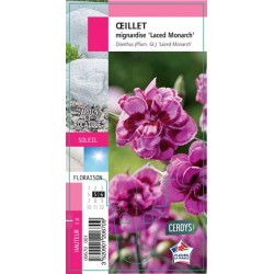 DIANTHUS plumarius 'Laced...