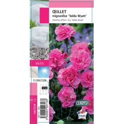 DIANTHUS plumarius 'Valda...