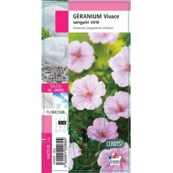 GERANIUM sanguineum G8