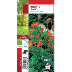 GEUM coccineum 'Borisii' G8