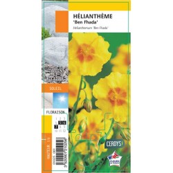 HELIANTHEMUM 'Ben Fhada' G8