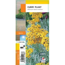 HELICHRYSUM italicum G8