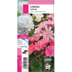 LEWISIA G8