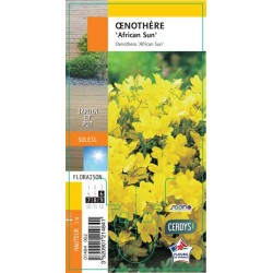 OENOTHERA fruticosa...