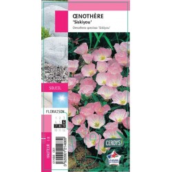 GAURA lindheimeri...