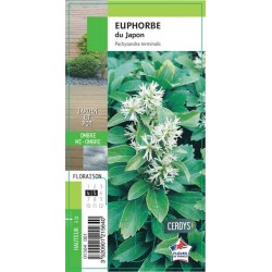 PACHYSANDRA terminalis G8