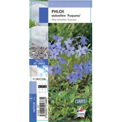 PHLOX stolonifera...