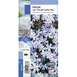 PHLOX subulata 'Emerald...