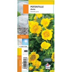 POTENTILLA jaune G8