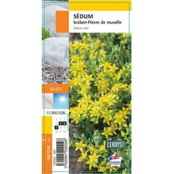 SEDUM acre G8
