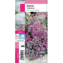 SEDUM cauticola 'Lidakense' G8