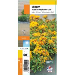 SEDUM floriferum...