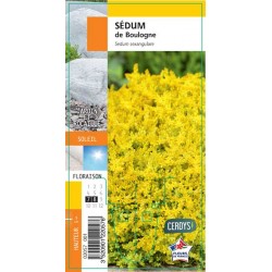 SEDUM sexangulare G8