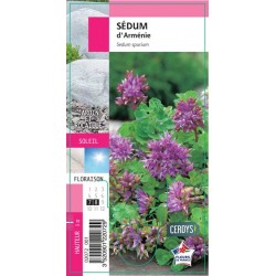 SEDUM spurium G8