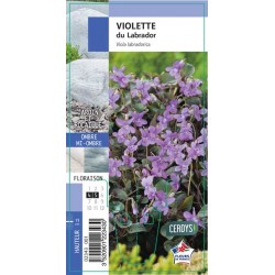 VIOLA labradorica G8