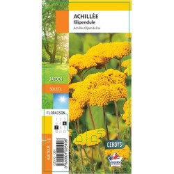 ACHILLEA filipendulina G8