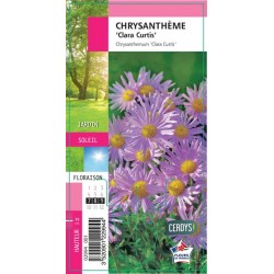 CHRYSANTHEMUM 'Scarlet' G8