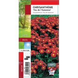 CHRYSANTHEMUM 'Feu de...